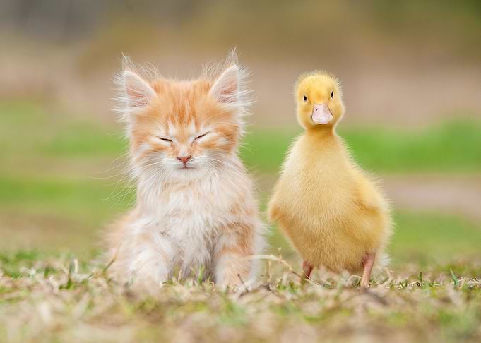 Kitten and Duckling