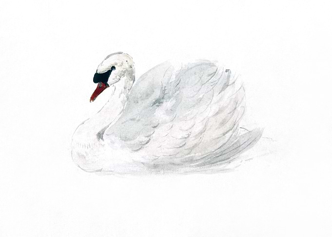 Mute swan