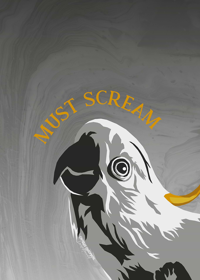 Black and white cockatoo