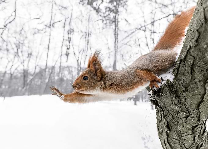 High Five Squirrel