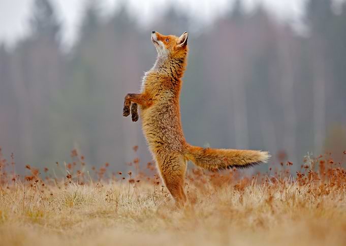 Fox on tiptoes