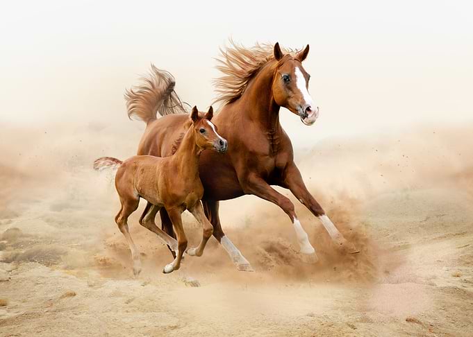 Horses together