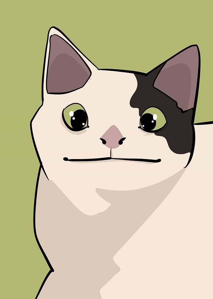 cat meme