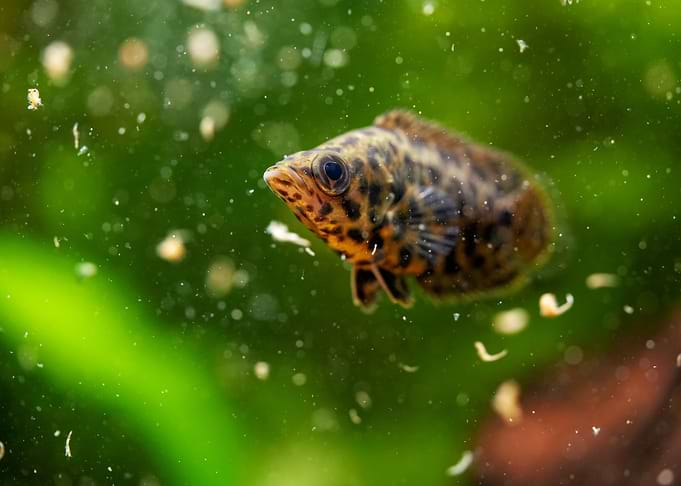 Leopard bush fish aquarium
