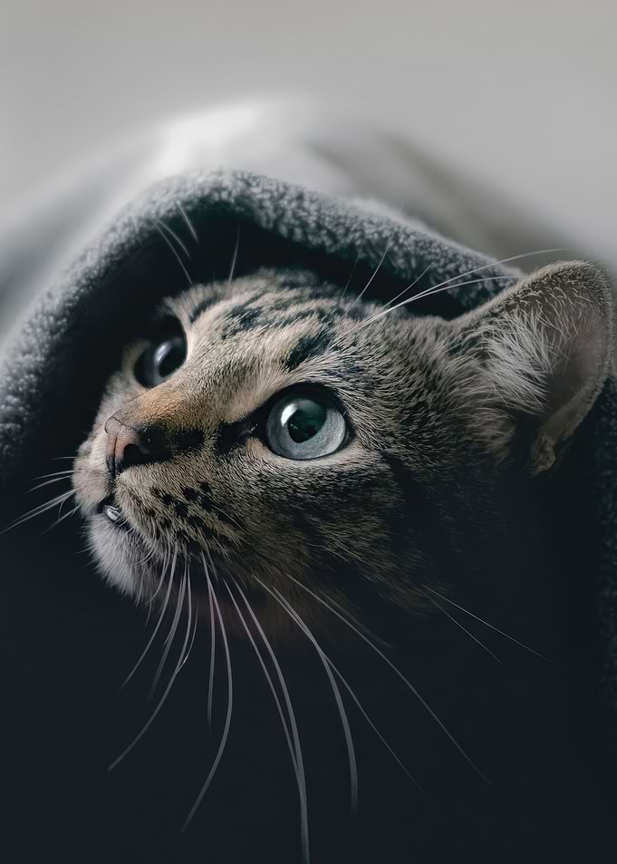 cat hideout