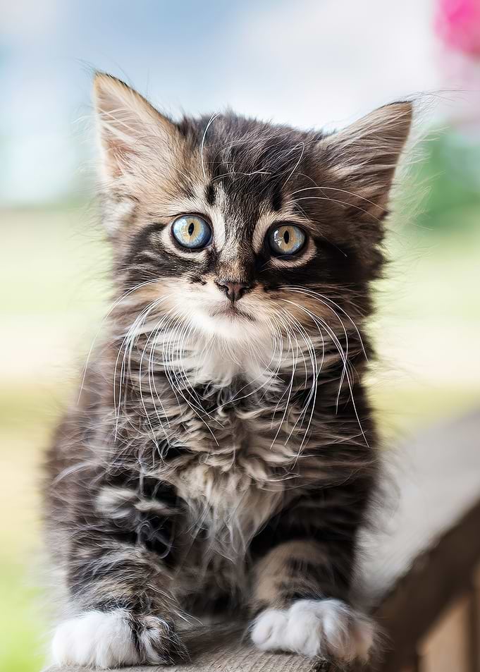 cute baby cat