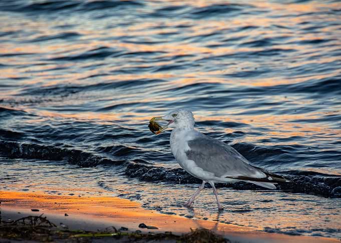 Dinner for the seagull