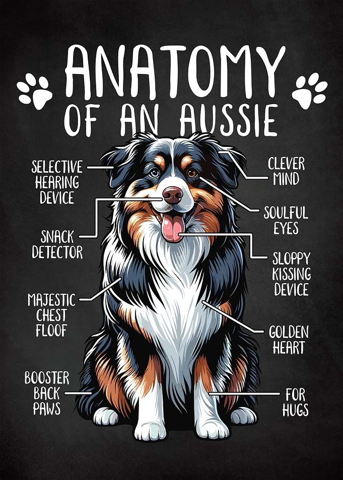 Australian Shepherd Aussie