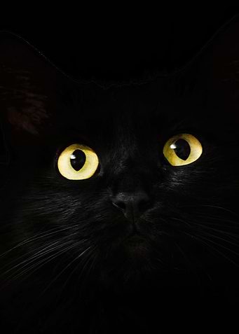 Portrait of a black Cat
