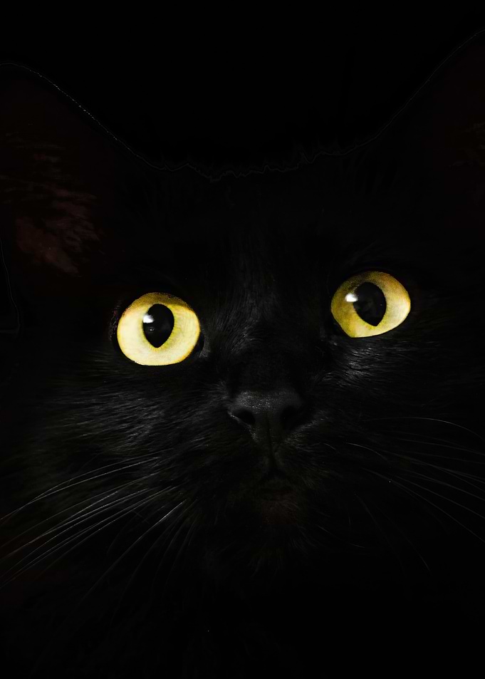 Portrait of a black Cat