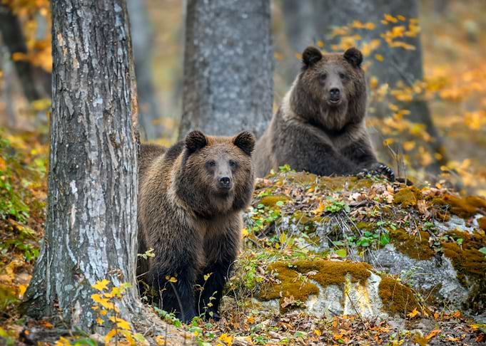 Two bears