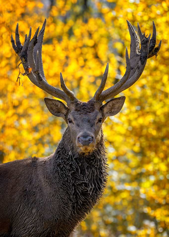 Deer portrait
