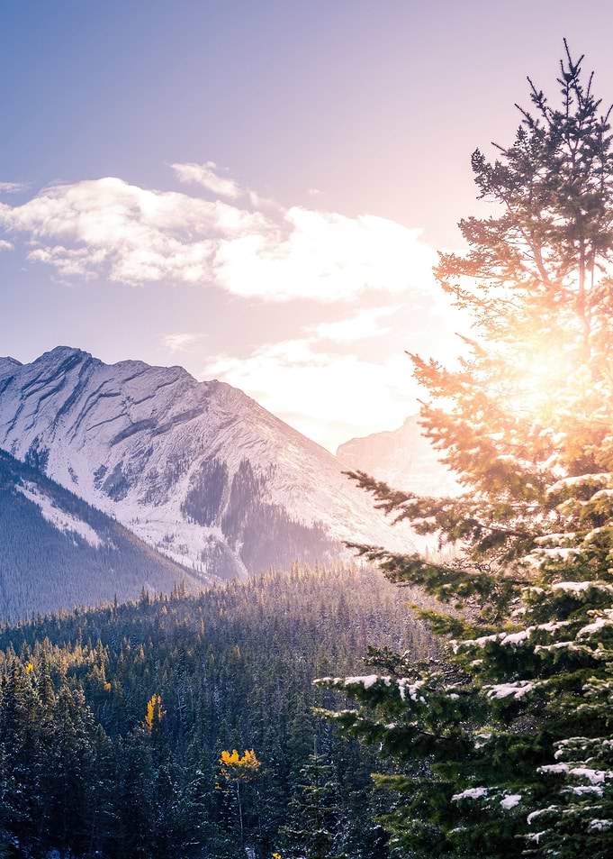 pine trees mountains
