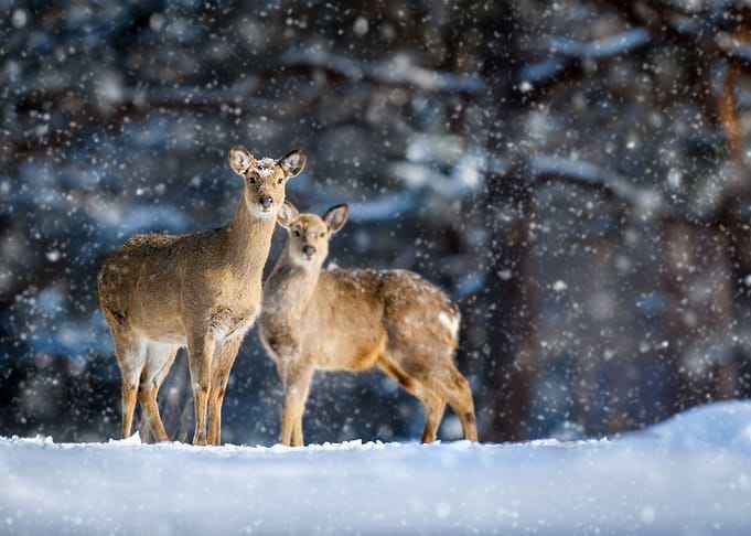 Two deers