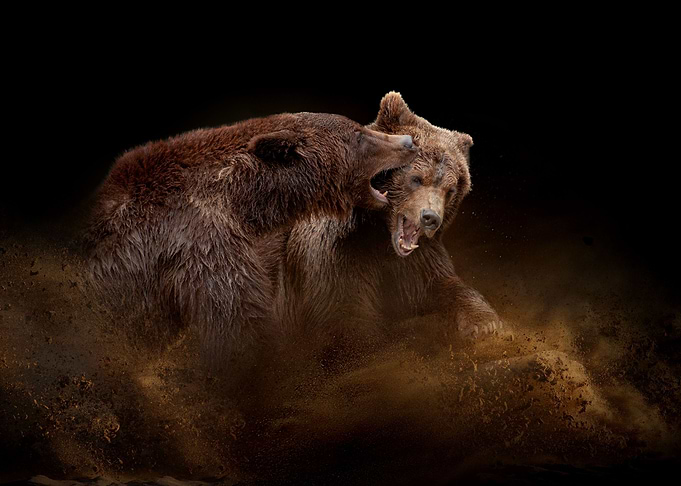 Two bears