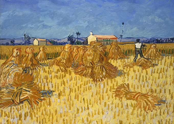 Corn Harvest in Provence