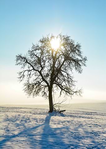 The winter tree