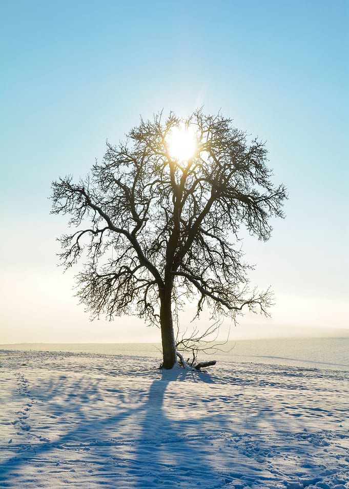 The winter tree