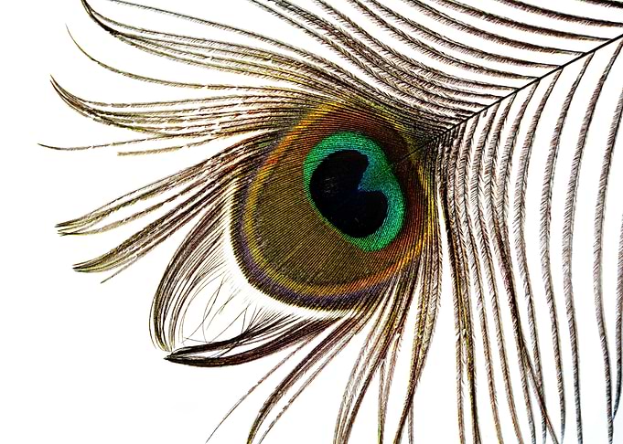 Peacock feather