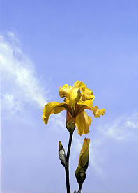 Yellow Iris