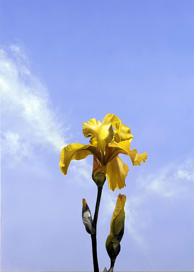Yellow Iris