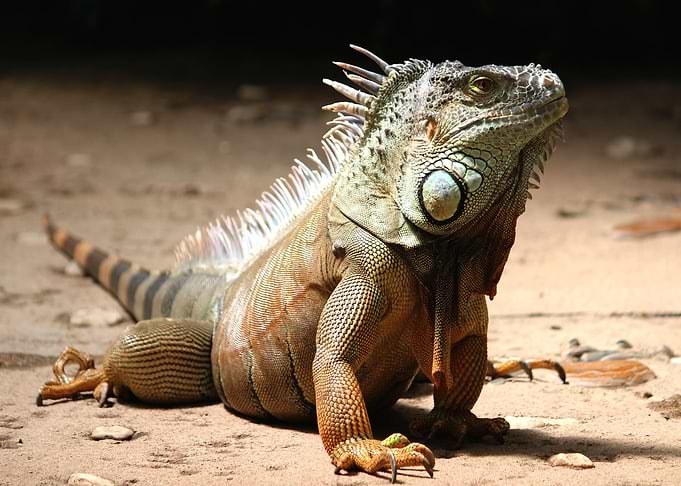 iguana