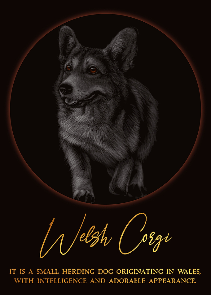 Welsh Corgi