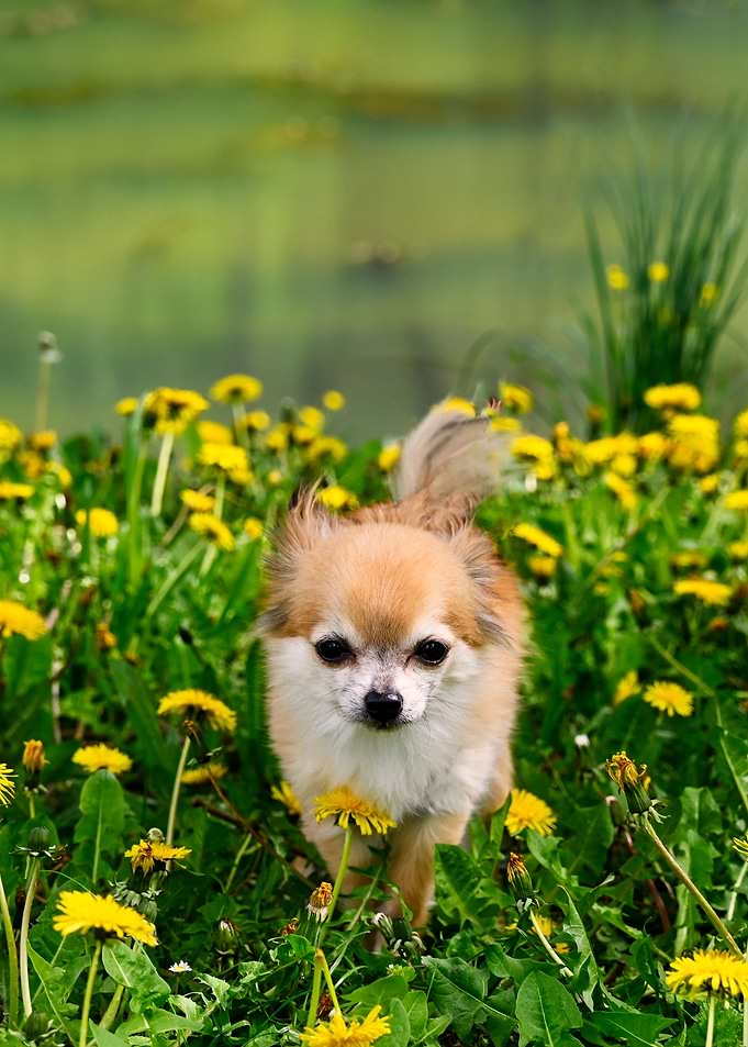 A Chihuahua dog