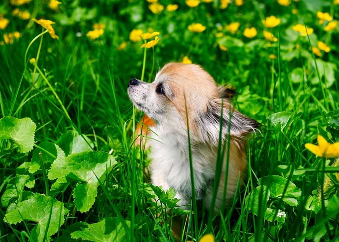 The Chihuahua dog