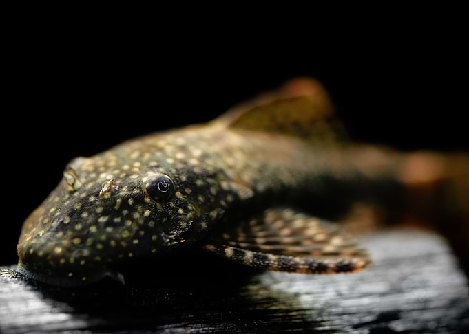 blue antenna catfish
