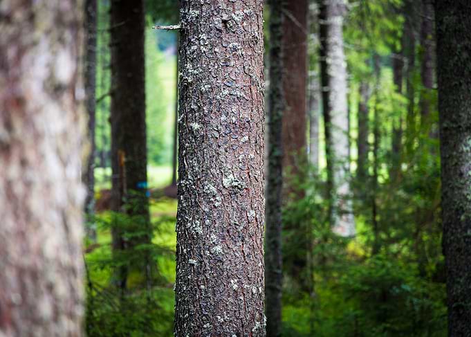 In the woods
