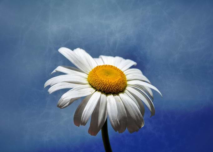 Marguerite