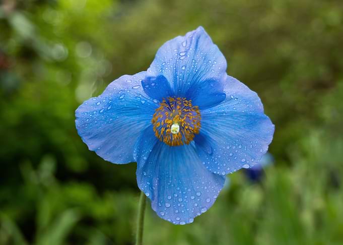 Himalayan Blue Poppy