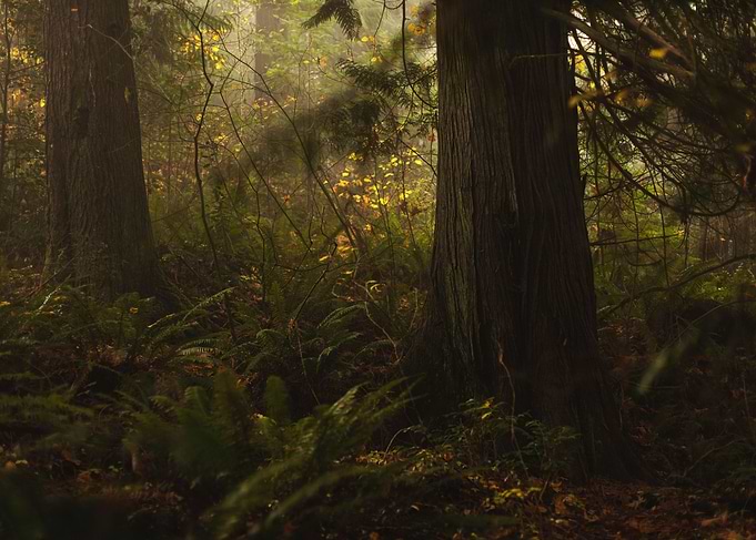 Foggy Evergreen Forest