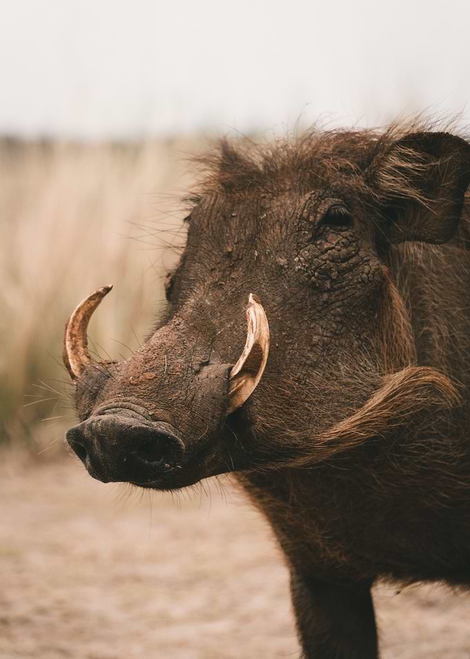 nature boar