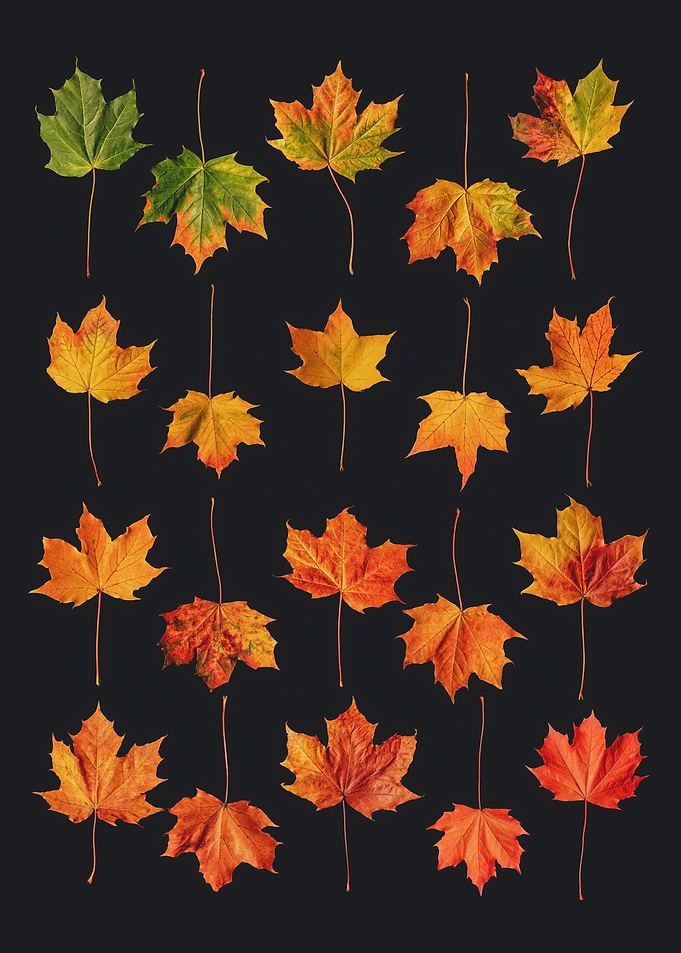 Autumn Fall Leaves