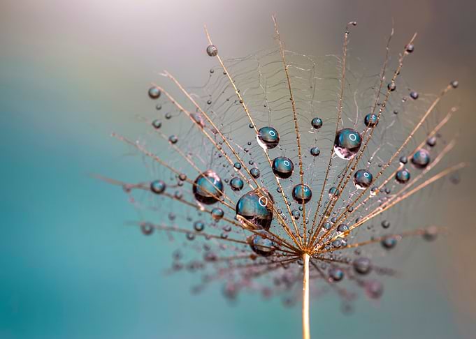 Dandelions
