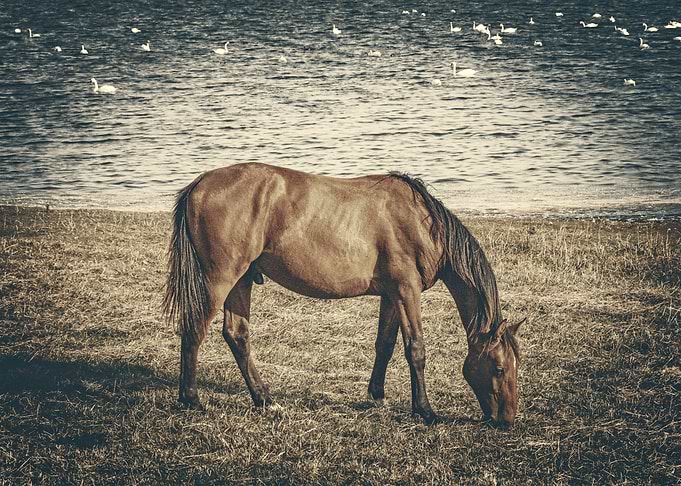The Horse