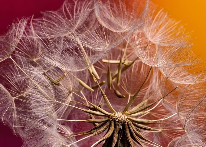 Dandelions