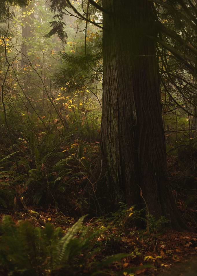 Western Red Cedar in Fall