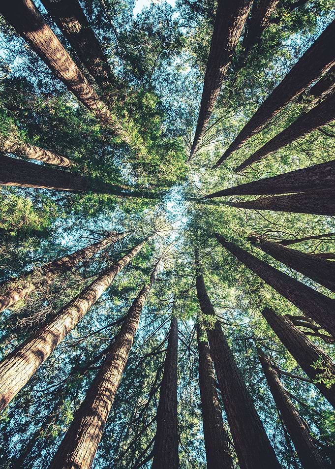 Treetops