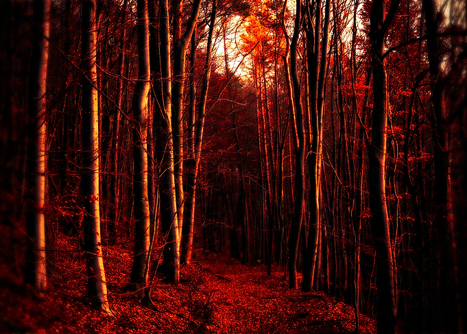In the deep deep forest