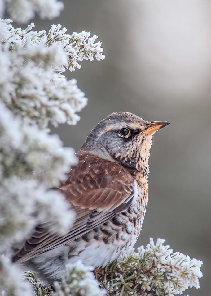 Fieldfare in Winter