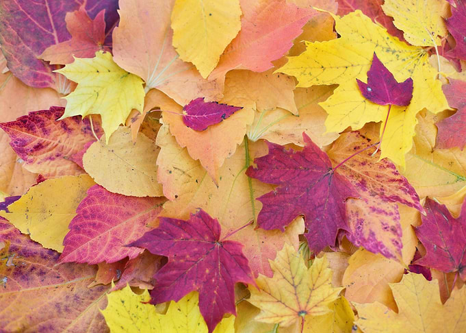 Vibrant autumn