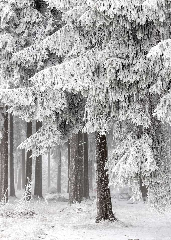 Winter Forest 2