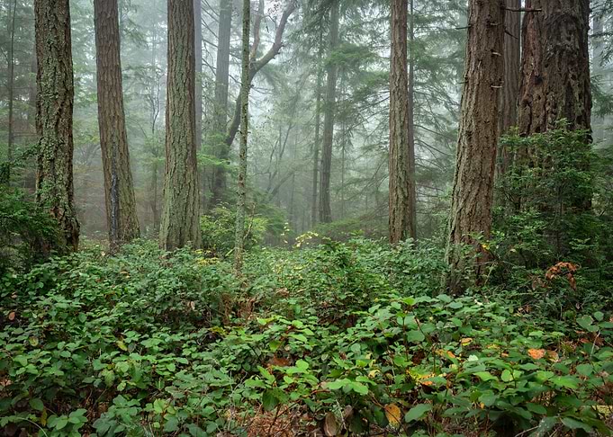 A Misty Woodland Serenade
