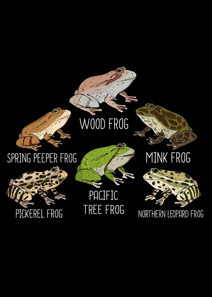 Amphibian Frog Species