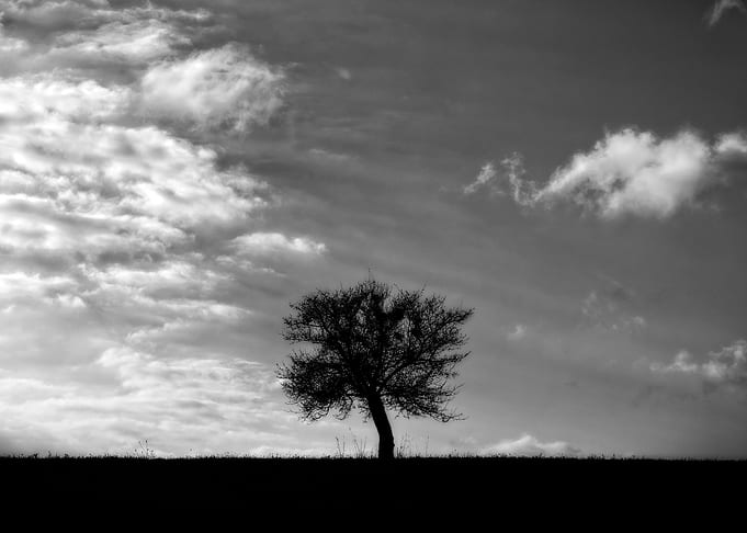 The Tree