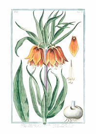 Corona Imperialis