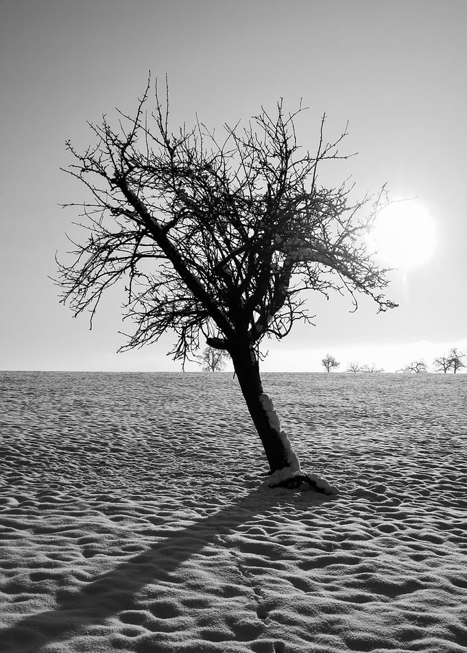 Winter Tree